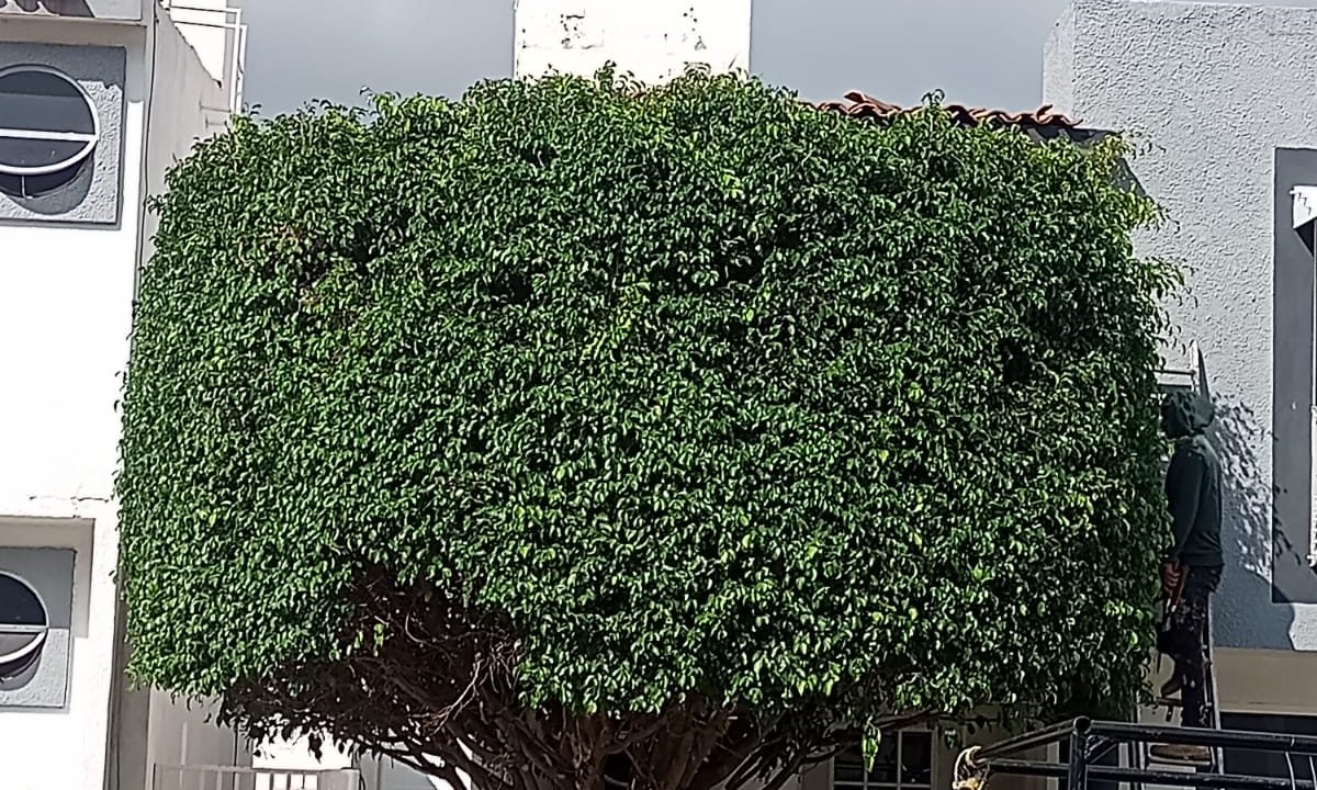 WhatsApp Image 2024-08-29 at 5.47.11 PM (1)